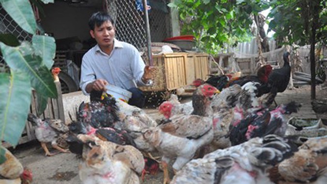 Anh Nguyễn Văn Trường ở làng Lạc Thổ, thị trấn Hồ (Thuận Thành, Bắc Ninh) đang bỏ thóc cho gà ăn trước khi xuất bán cho khách. Ảnh: Trần Quang.