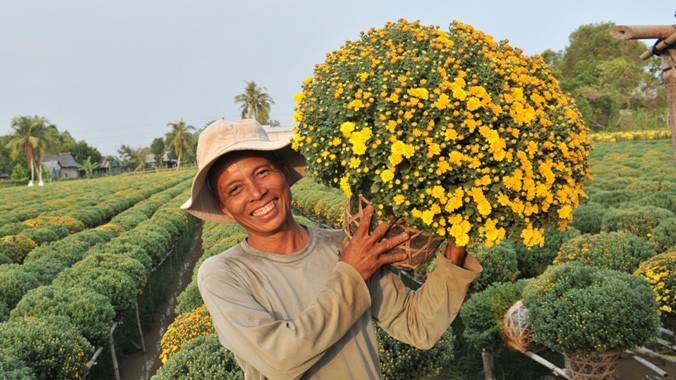 Với 9.000 chậu hoa cúc mâm xôi, mùa hoa tết năm nay ông Trần Văn Tiên thu lãi khoảng 300 triệu đồng, lời gấp 10 lần trồng lúa.