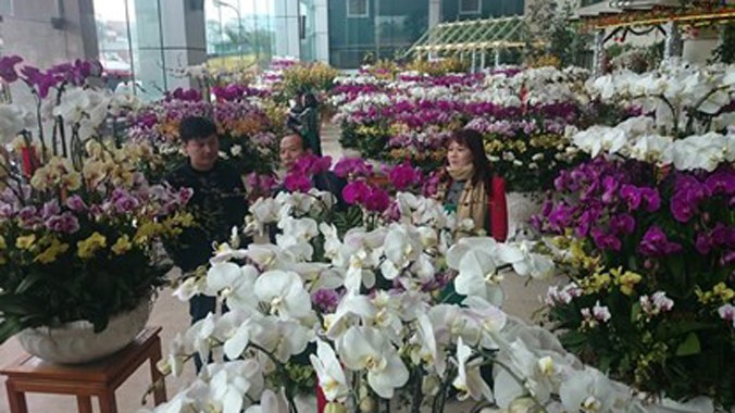 Hàng ngàn chậu lan hồ điệp quý hiếm, rực rỡ sắc màu tại khu vực chợ hoa Quảng Bá.