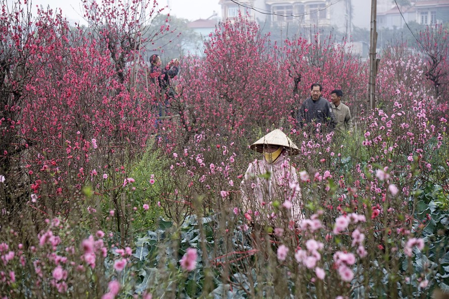 Vườn đào Nhật Tân bị nhuộm đỏ bởi màu hoa đào nở, người dân bắt đầu đến vườn chọn về những cành đào nở sớm.