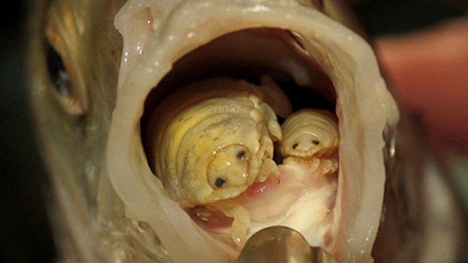 Cymothoa exigua là loài ký sinh sống trong miệng cá. Ảnh: Telegraph.