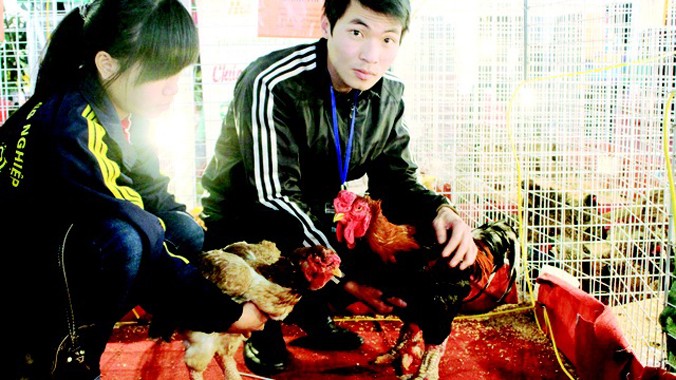 Cặp gà Đông Tảo có giá 18 triệu đồng/đôi bày bán tại Hội chợ. Ảnh: GĐXH