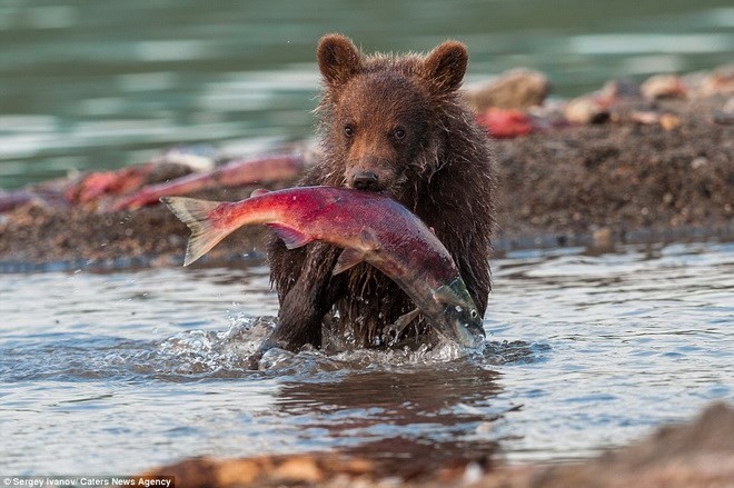 Cận cảnh màn săn cá hồi ngoạn mục của gấu xám