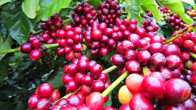 Cà phê Robusta VN năng suất và sản lượng hàng đầu thế giới.