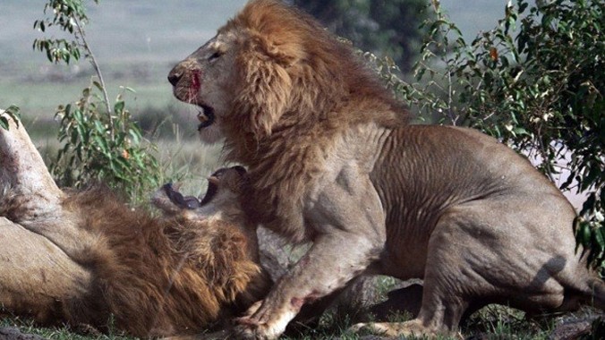 Trong cuộc chiến giành bạn tình của hai con sư tử đực tại vườn quốc gia Masai Mara ở Kenya, một con sư tử chiếm thế thượng phong vật đối thủ xuống đất, giành chiến thắng bằng cách ra đòn sinh tử hạ gục đối thủ.
