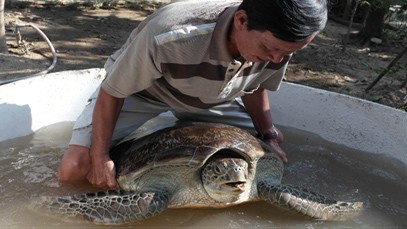 Rùa nặng 68 kg.