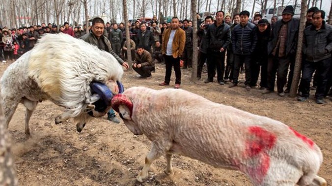 Cuộc thi chọi cừu là một hoạt động để chào đón năm mới của nông dân ở một số ngôi làng ở tỉnh Hà Nam, tỉnh Sơn Đông của Trung Quốc.