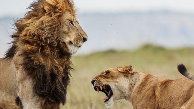 Những hình ảnh thú vị này được nhiếp ảnh gia Keen snapper Massimo Mei, 53 tuổi ghi lại khi anh có dịp tới thăm khu Bảo tồn Quốc gia Masai Mara, Kenya vào hồi tháng 1 vừa qua.