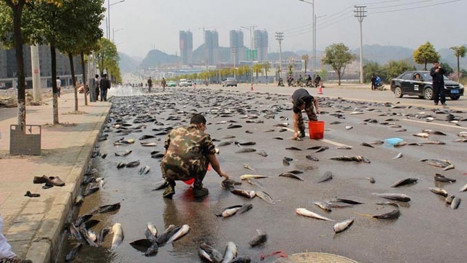 Chiếc xe tải chở cá bị hỏng cửa khiến 6.800kg cá rơi ra đường. Nguồn: CCTV.