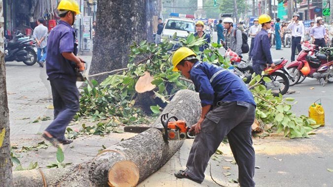Nhiều cây cổ thu ở Hà Nội đã bị đốn hạ.