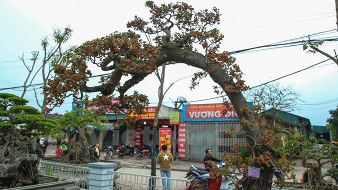 Trong hội chợ xuân xã Ninh Hiệp (Gia Lâm, Hà Nội), nhiều du khách được dịp thưởng lãm một cây dâu cảnh cực kỳ đặc biệt.