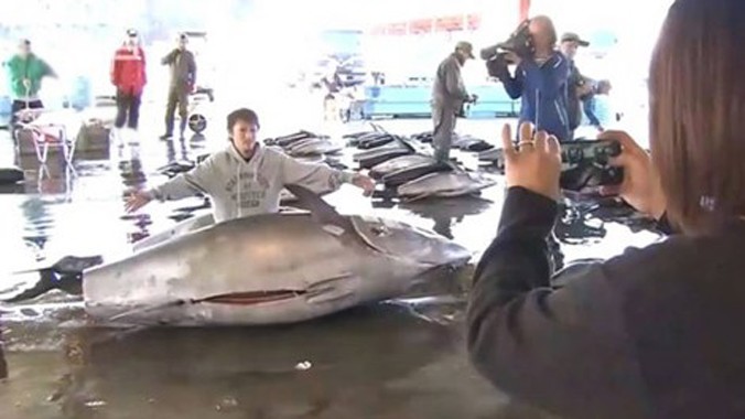 Con cá ngừ vây xanh nặng 386kg vừa bị bắt được tại Katsuuna, phía tây Nhật Bản.