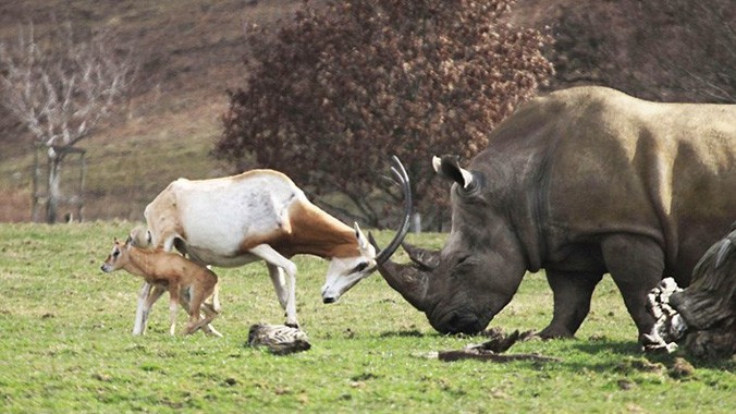 Linh dương mẹ không chịu đầu hàng khi một con tê giác nặng 3 tấn tiếp cận con của nó.