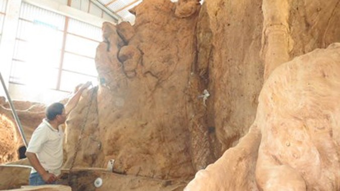 Gốc bàng vừa đào lên được bố trí tại khóm 2, P.5, TP. Sóc Trăng có vòng quanh trên 30 mét, nặng khoảng 30 tấn.