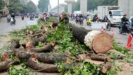 Chủ tịch Hà Nội yêu cầu khẩn trương thanh tra vụ cây xanh