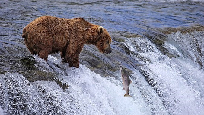 Gấu nâu chắc mẩm nó sẽ có một bữa ăn thịnh soạn khi một con cá hồi lao thẳng về phía nó trong hành trình ngược dòng để sinh sản.