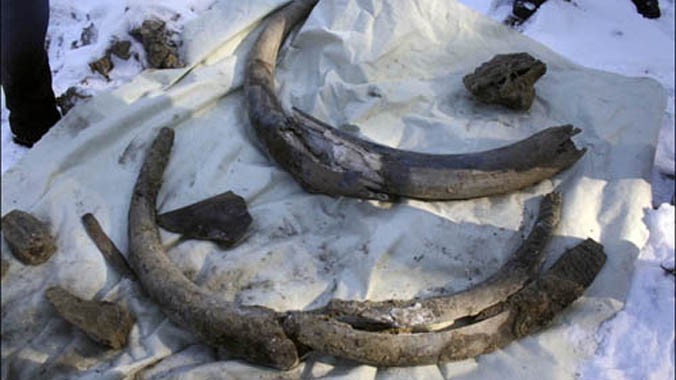 Ngà và một số mảnh xương voi ma mút được tìm thấy ở Nga. Ảnh: Siberian Times.