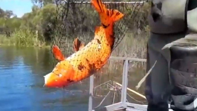 Cá cảnh hóa thành 'quái vật' sông ở Australia