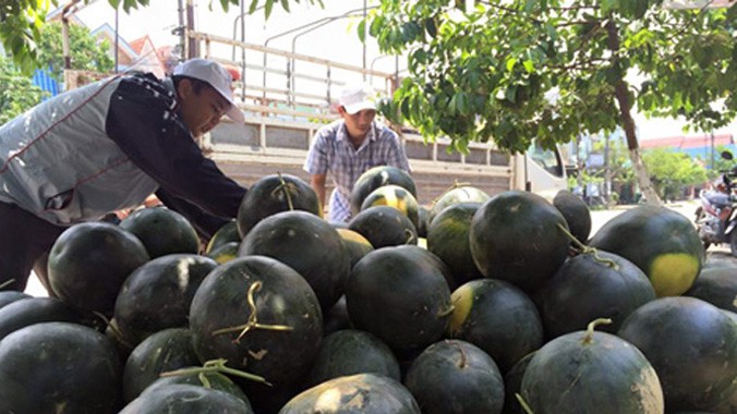 Dưa hấu của nông dân Quảng Nam đang được nhiều người tiêu dùng trong cả nước ủng hộ.