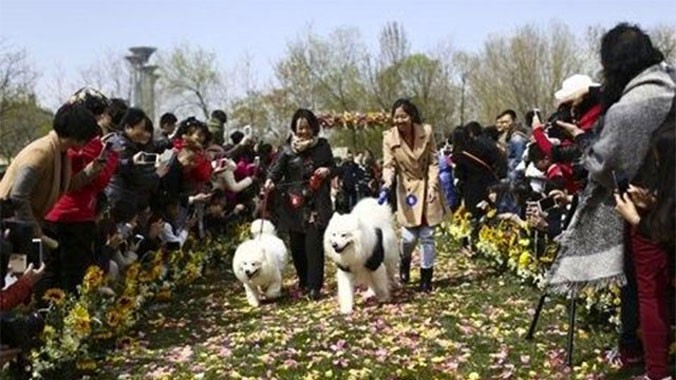 Đám cưới chó cưng đầu tiên ở Trung Quốc