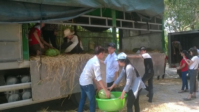 Tuổi trẻ Thanh Hóa tiếp tục bán dưa hỗ trợ nông dân Quảng Ngãi