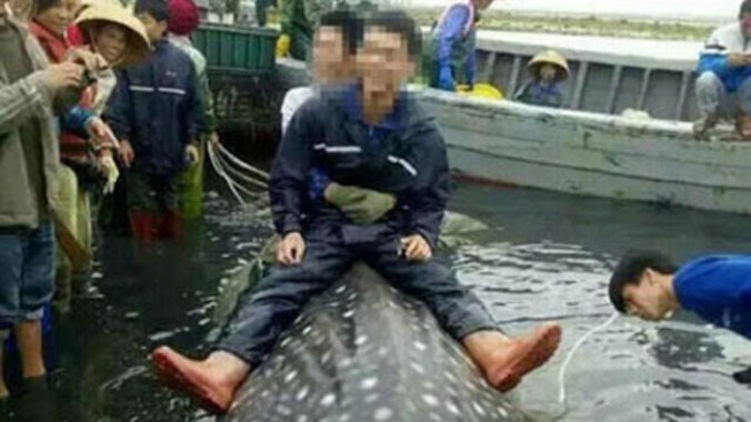 Ngư dân Trung Quốc bắt được cá nhám voi hơn 1 tấn
