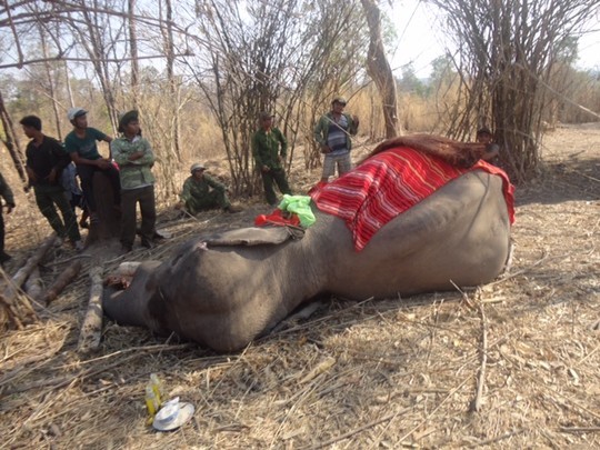 Một trong 4 con voi nhà chết trong năm 2015. Ảnh do Trung tâm Bảo tồn voi Đắk Lắk cung cấp.