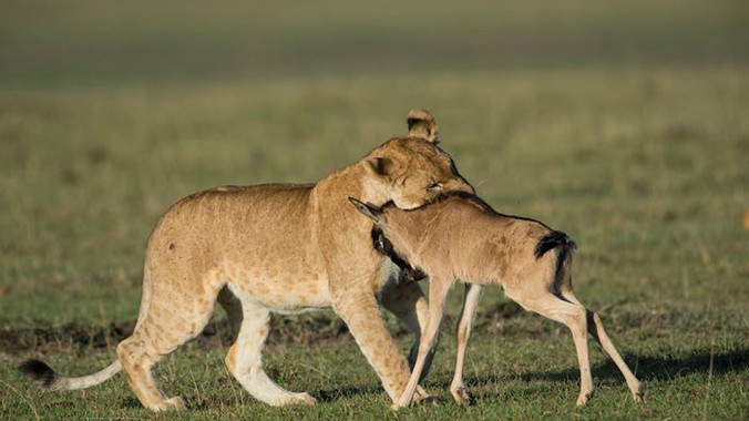 Hình ảnh đáng kinh ngạc cho thấy con linh dương con quyết chiến với sư tử cái hung dữ ở Khu bảo tồn Maasai Mara, Kenya.