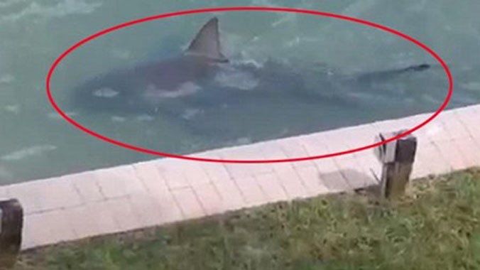 Chú cá mập nhởn nhơ bơi lội ngay sau vườn nhà dân ở Mỹ.