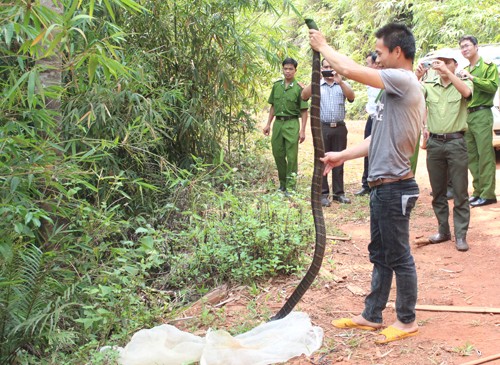 Cơ quan chức năng thả con rắn hổ mang chúa gần 3m về rừng. Ảnh: Minh Tín/ VnExpress
