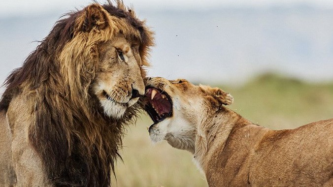 Con sư tử đực đang cố gắng thể hiện sức mạnh với những con cái khác. Nguồn: Caters News Agency.