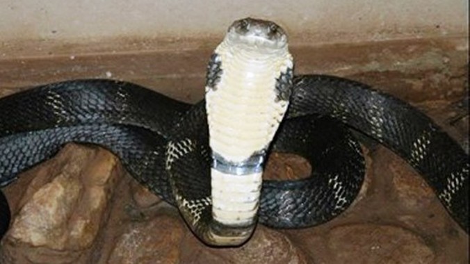 Rắn hổ mang chúa là loại rắn có nọc cực độc, có thể cắn chết người chỉ cần 1 vết cắn - Ảnh minh họa.