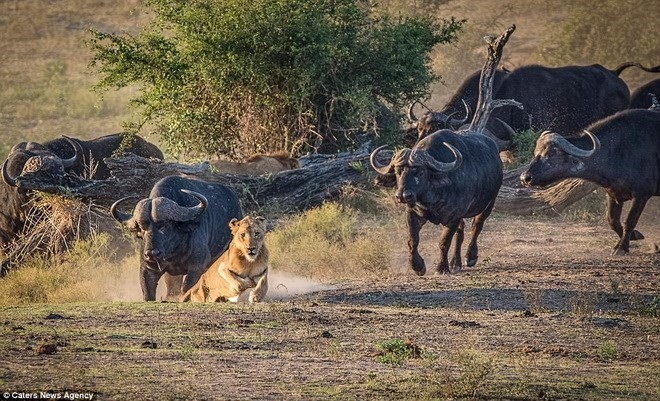 Nhiếp ảnh gia Tim Driman đã ghi lại cảnh sư tử chạy trối chết vì bị đàn trâu rừng đuổi khi đi thăm công viên quốc gia Kruger, Nam Phi.
