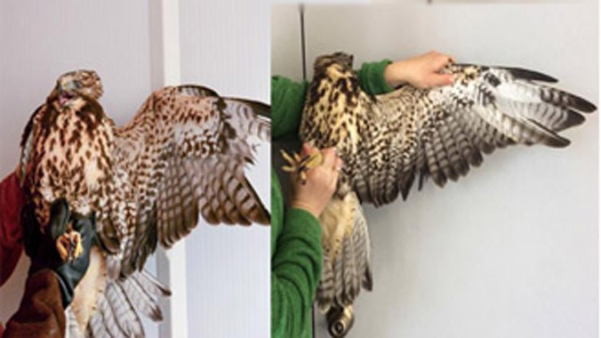 Cánh trái của con chim diều hâu Swainson trước (trái) và sau khi cấy lông (phải). Ảnh: National Geographic.