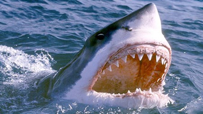 Anh Dasnois đã thoát khỏi hàm răng của con cá mập nhờ đòn "nhất dương chỉ". Ảnh minh họa.