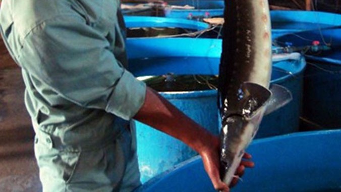 Hiện nhiều doanh nghiệp nuôi cá nước lạnh ở Lâm Đồng chỉ nuôi cầm chừng. Ảnh: K.D.