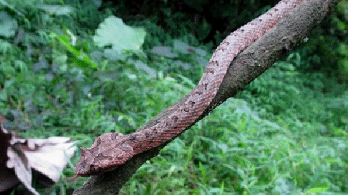 Loài rắn lục sừng mới được phát hiện tại Vườn Quốc gia Cúc Phương. Ảnh: Lê Trọng Đạt/ VnExpress