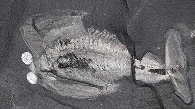 Hóa thạch của loài Odaria alata. Ảnh: Jean Bernard Caron/Royal Ontario Museum.