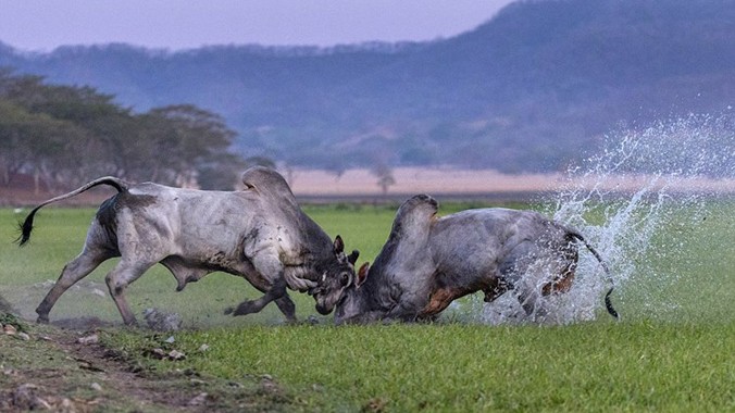 Khoảnh khắc hai con bò rừng đực lao vào nhau quyết chiến tranh giành bạn tình trong đàn của chúng.