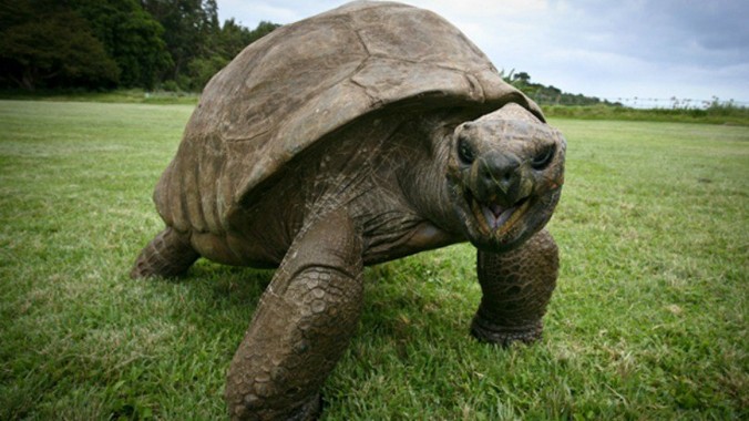 Với tuổi thọ 183 tuổi, “cụ” rùa này được cho là con rùa sống lâu nhất trên đất liền.