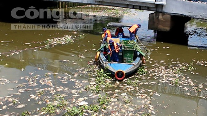 Cá chết hàng loạt, gây lo lắng hoang mang trong người dân.