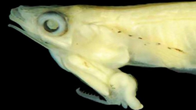 Cá Phallostethus cuulong có bộ phận sinh dục tại đầu. Ảnh: National Geographic.