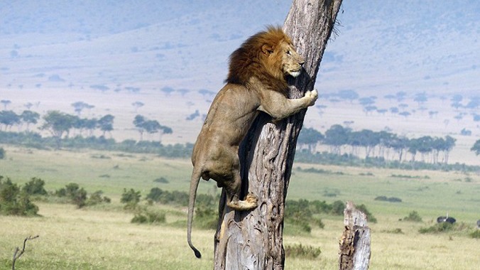 Cảnh tượng sư tử leo cây để chạy trốn đàn trâu, khiến nhiều người không khỏi sưng sốt.