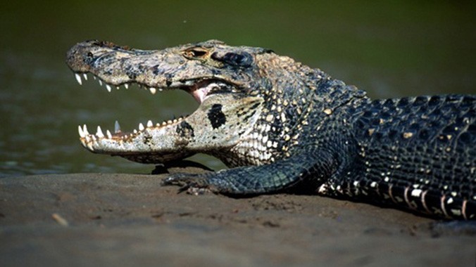 Thủy quái nguy hiểm nhất sông Amazon: cá sấu đen Caiman.