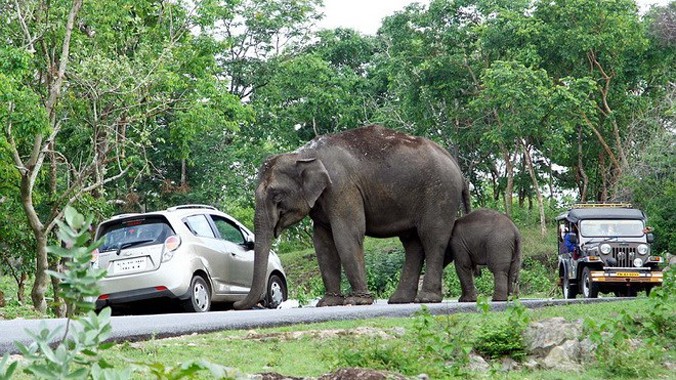 Nhiếp ảnh gia động vật hoang dã Austin Cherupuzha đã chứng kiến cảnh voi hung dữ tấn công xe của du khách để tìm thức ăn.