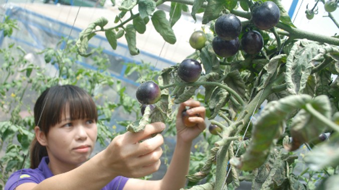 Cà chua đen bán tại vườn của chị Thủy có giá 50.000 đồng một kg.