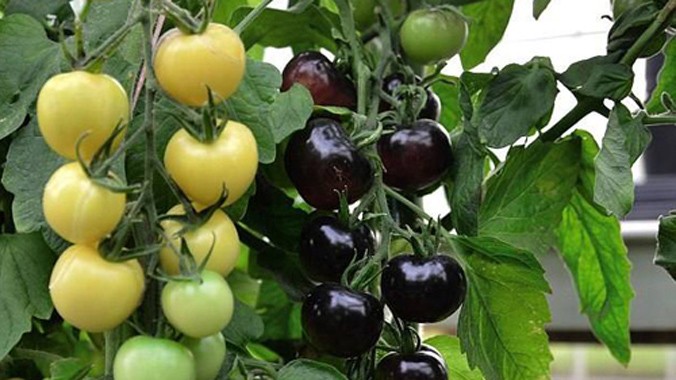 Giá hạt giống cà chua đen đang dao động 50.000-120.000 đồng một gói.