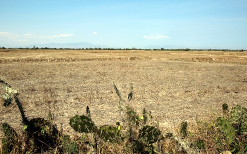 Những cánh đồng xơ xác, bỏ trắng đất canh tác của người dân Ninh Thuận. Ảnh: CTV.