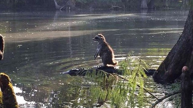 Bức ảnh của nhiếp ảnh gia Richard Jones cho thấy cảnh gấu mèo dường như đang cưỡi trên lưng cá sấu để vượt sông.