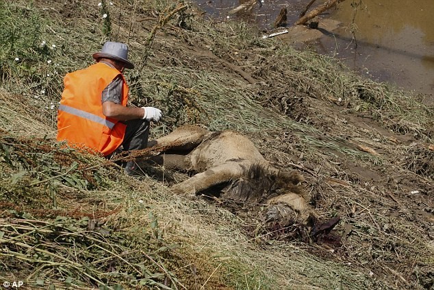 Nhân viên cứu hộ bên xác một con sư tử sau lũ quét. Ảnh: AP.